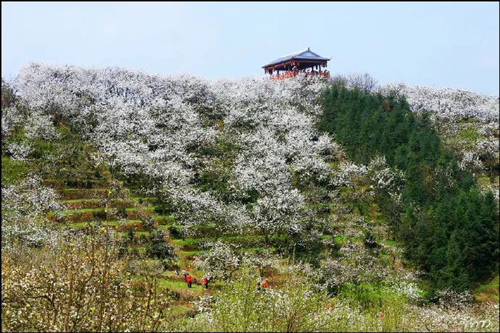 【春天，广西桂林灌阳县向您发出邀请！】我们在灌阳看梨花 - 游山玩水 - 新乡生活社区 - 新乡28生活网 xx.28life.net