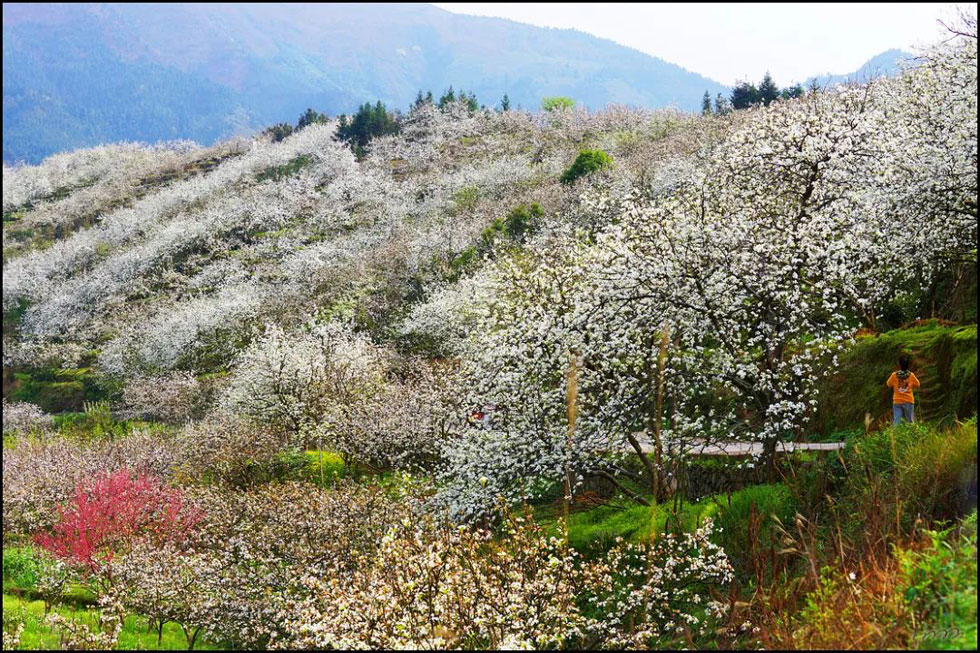 【春天，广西桂林灌阳县向您发出邀请！】我们在灌阳看梨花 - 游山玩水 - 新乡生活社区 - 新乡28生活网 xx.28life.net
