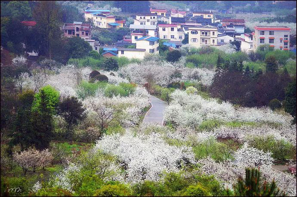 【春天，广西桂林灌阳县向您发出邀请！】我们在灌阳看梨花 - 游山玩水 - 新乡生活社区 - 新乡28生活网 xx.28life.net