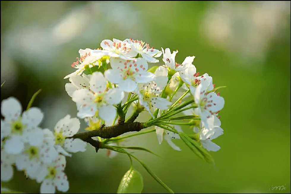 【春天，广西桂林灌阳县向您发出邀请！】我们在灌阳看梨花 - 游山玩水 - 新乡生活社区 - 新乡28生活网 xx.28life.net