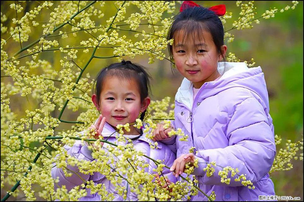 【春天，广西桂林灌阳县向您发出邀请！】米珠山前有片山苍子花在飘香 - 游山玩水 - 新乡生活社区 - 新乡28生活网 xx.28life.net