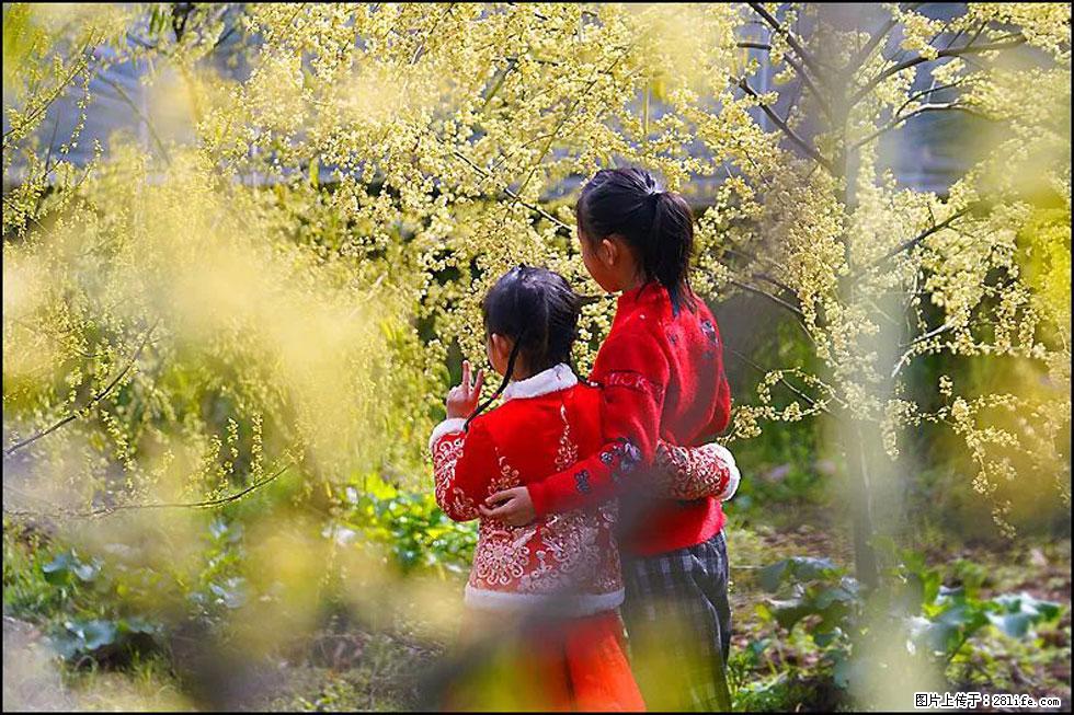 【春天，广西桂林灌阳县向您发出邀请！】米珠山前有片山苍子花在飘香 - 游山玩水 - 新乡生活社区 - 新乡28生活网 xx.28life.net