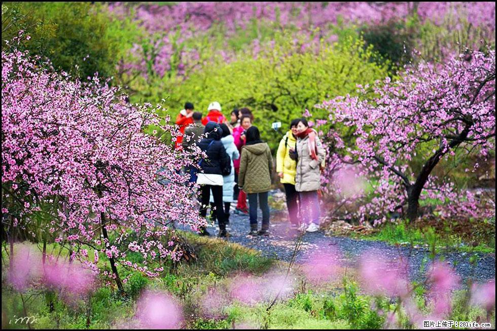 【春天，广西桂林灌阳县向您发出邀请！】官庄村有个醉美的桃花园 - 游山玩水 - 新乡生活社区 - 新乡28生活网 xx.28life.net