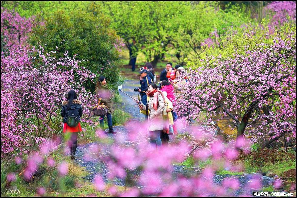 【春天，广西桂林灌阳县向您发出邀请！】官庄村有个醉美的桃花园 - 游山玩水 - 新乡生活社区 - 新乡28生活网 xx.28life.net