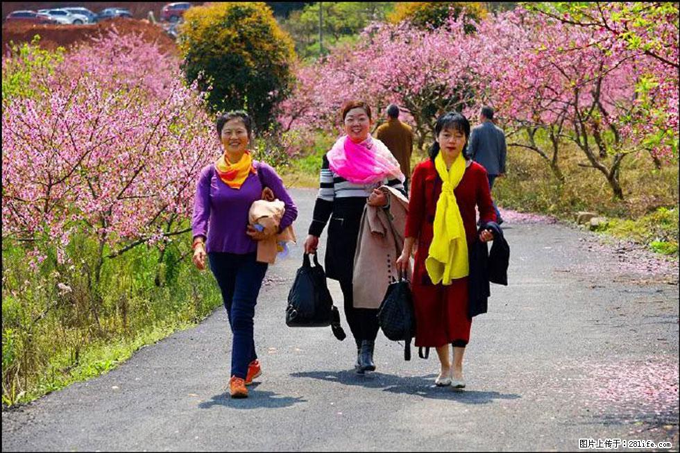 【春天，广西桂林灌阳县向您发出邀请！】官庄村有个醉美的桃花园 - 游山玩水 - 新乡生活社区 - 新乡28生活网 xx.28life.net