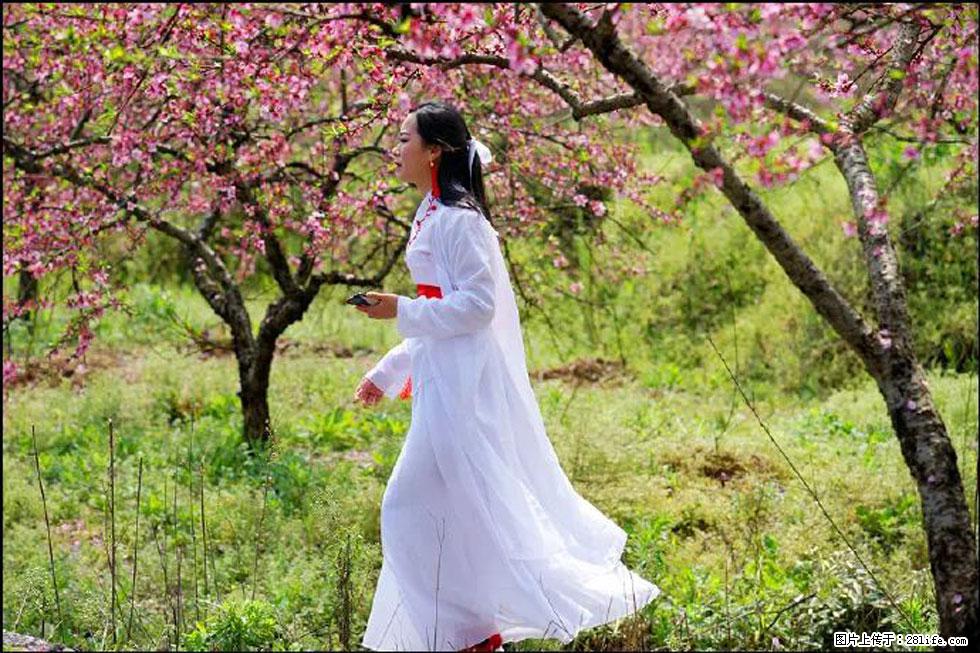 【春天，广西桂林灌阳县向您发出邀请！】官庄村有个醉美的桃花园 - 游山玩水 - 新乡生活社区 - 新乡28生活网 xx.28life.net