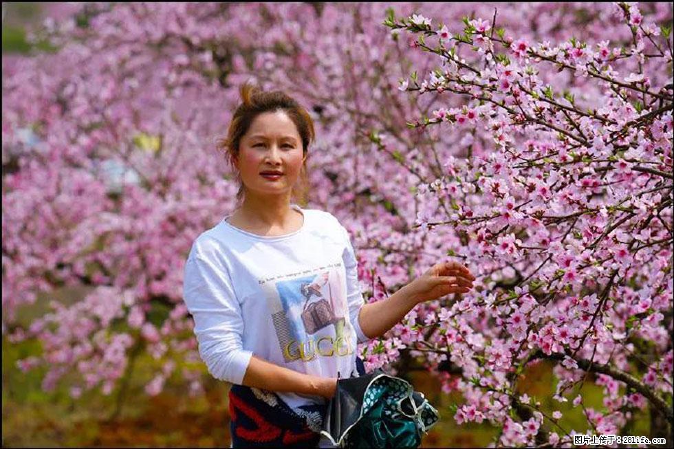 【春天，广西桂林灌阳县向您发出邀请！】官庄村有个醉美的桃花园 - 游山玩水 - 新乡生活社区 - 新乡28生活网 xx.28life.net