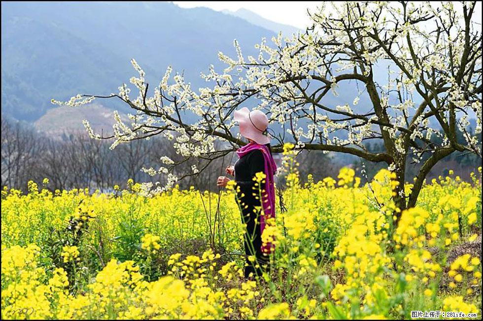 【春天，广西桂林灌阳县向您发出邀请！】长坪村油菜盛情花开 - 游山玩水 - 新乡生活社区 - 新乡28生活网 xx.28life.net