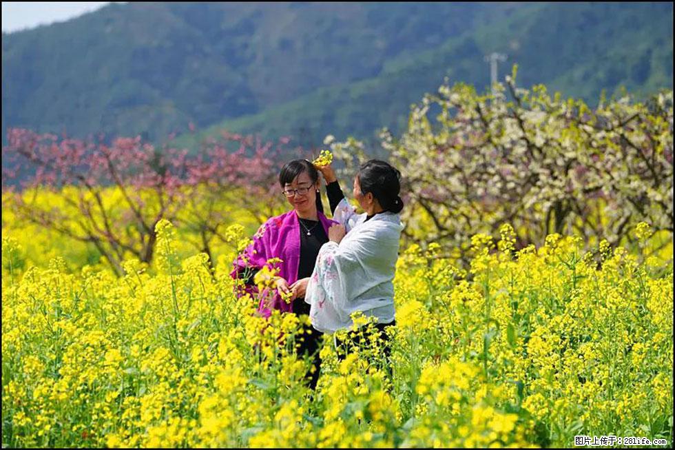 【春天，广西桂林灌阳县向您发出邀请！】长坪村油菜盛情花开 - 游山玩水 - 新乡生活社区 - 新乡28生活网 xx.28life.net