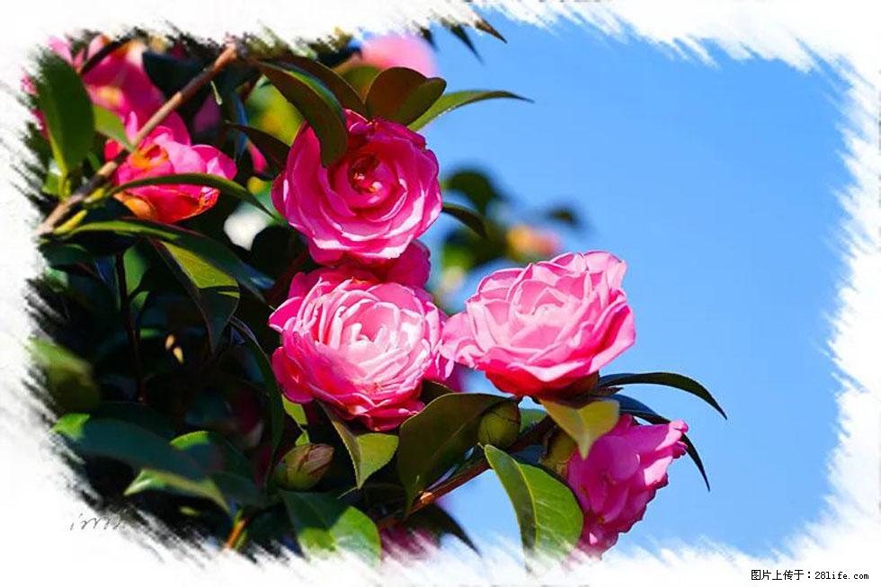 【春天，广西桂林灌阳县向您发出邀请！】杨柳井茶花惹人爱 - 游山玩水 - 新乡生活社区 - 新乡28生活网 xx.28life.net
