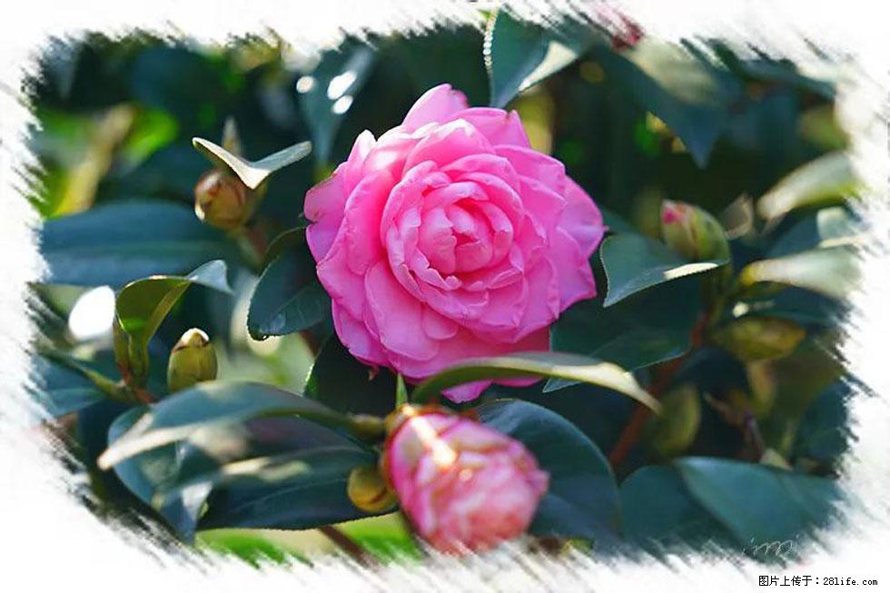 【春天，广西桂林灌阳县向您发出邀请！】杨柳井茶花惹人爱 - 游山玩水 - 新乡生活社区 - 新乡28生活网 xx.28life.net
