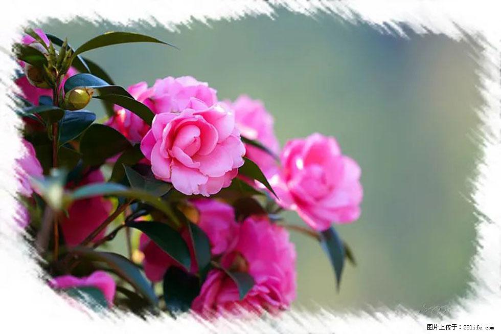 【春天，广西桂林灌阳县向您发出邀请！】杨柳井茶花惹人爱 - 游山玩水 - 新乡生活社区 - 新乡28生活网 xx.28life.net