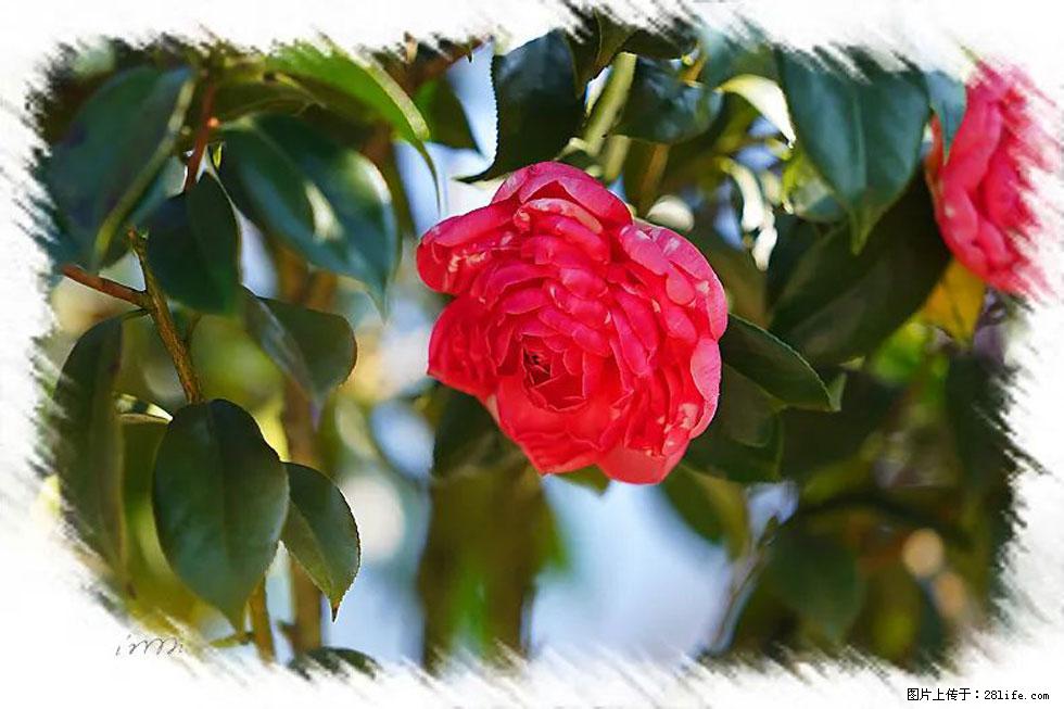 【春天，广西桂林灌阳县向您发出邀请！】杨柳井茶花惹人爱 - 游山玩水 - 新乡生活社区 - 新乡28生活网 xx.28life.net