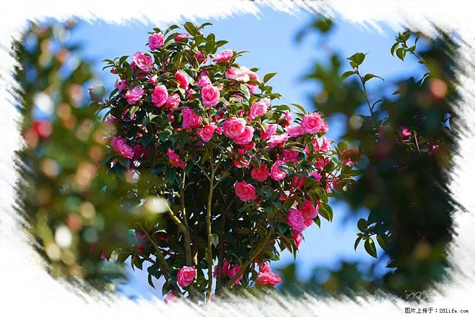 【春天，广西桂林灌阳县向您发出邀请！】杨柳井茶花惹人爱 - 游山玩水 - 新乡生活社区 - 新乡28生活网 xx.28life.net