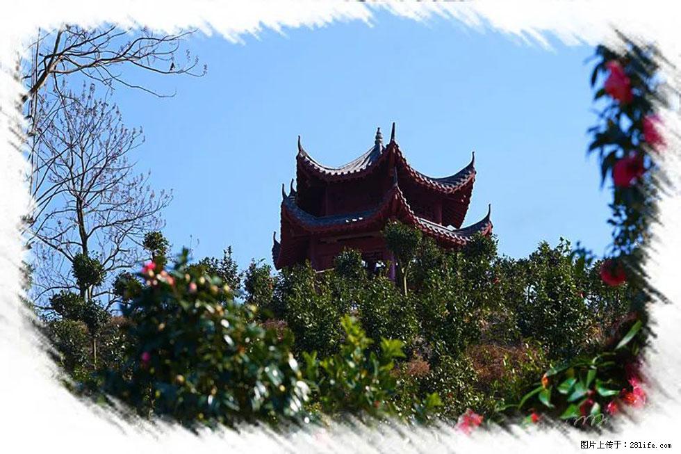 【春天，广西桂林灌阳县向您发出邀请！】杨柳井茶花惹人爱 - 游山玩水 - 新乡生活社区 - 新乡28生活网 xx.28life.net