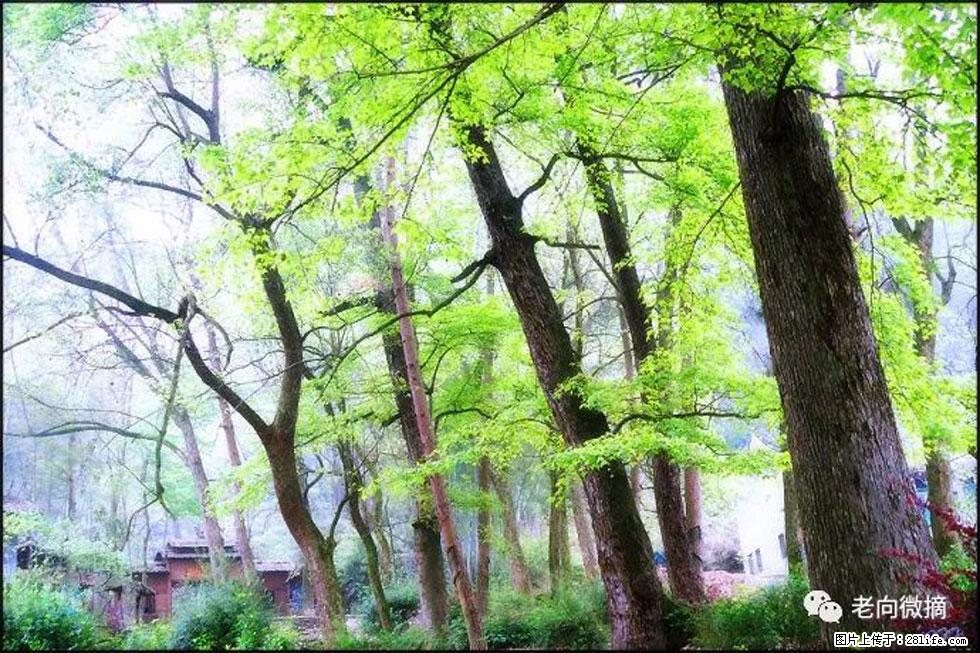 【春天，广西桂林灌阳县向您发出邀请！】在小龙村与春天约会 - 游山玩水 - 新乡生活社区 - 新乡28生活网 xx.28life.net