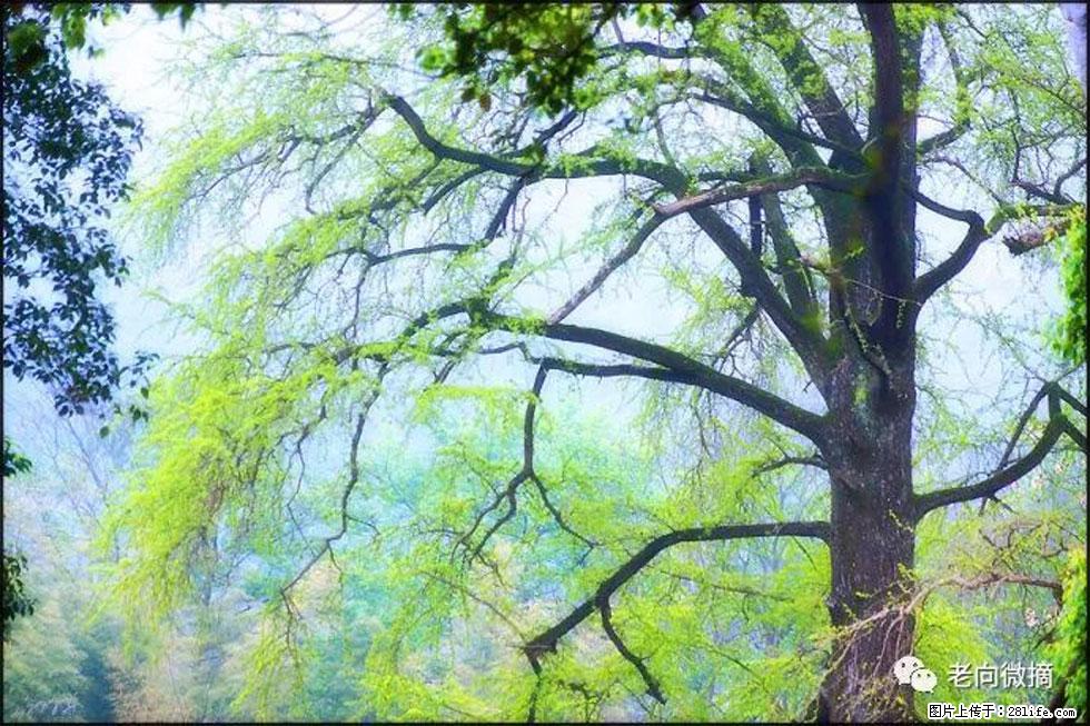 【春天，广西桂林灌阳县向您发出邀请！】在小龙村与春天约会 - 游山玩水 - 新乡生活社区 - 新乡28生活网 xx.28life.net