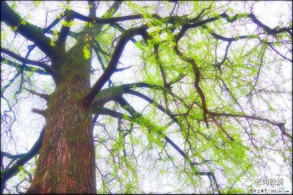 【春天，广西桂林灌阳县向您发出邀请！】在小龙村与春天约会 - 游山玩水 - 新乡生活社区 - 新乡28生活网 xx.28life.net