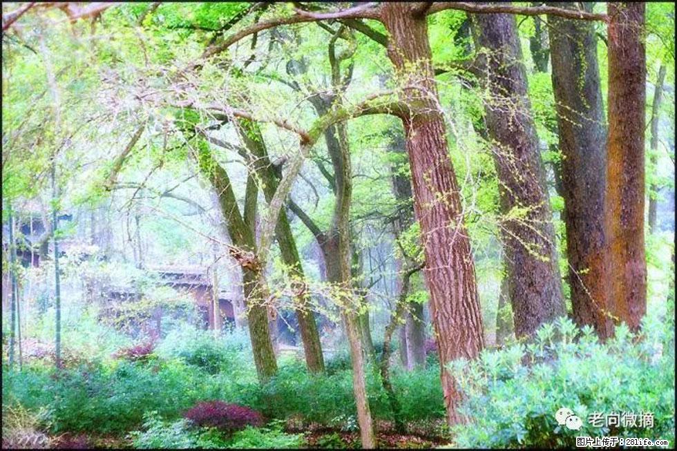 【春天，广西桂林灌阳县向您发出邀请！】在小龙村与春天约会 - 游山玩水 - 新乡生活社区 - 新乡28生活网 xx.28life.net