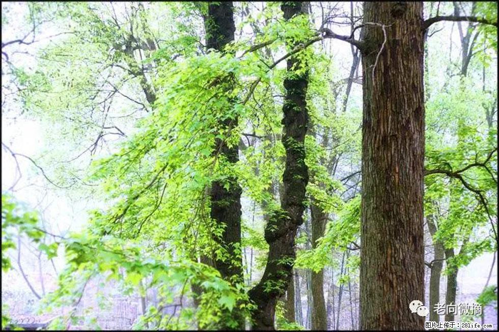 【春天，广西桂林灌阳县向您发出邀请！】在小龙村与春天约会 - 游山玩水 - 新乡生活社区 - 新乡28生活网 xx.28life.net