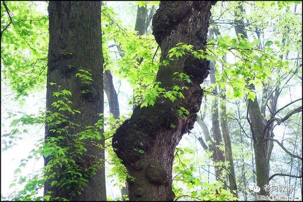 【春天，广西桂林灌阳县向您发出邀请！】在小龙村与春天约会 - 游山玩水 - 新乡生活社区 - 新乡28生活网 xx.28life.net