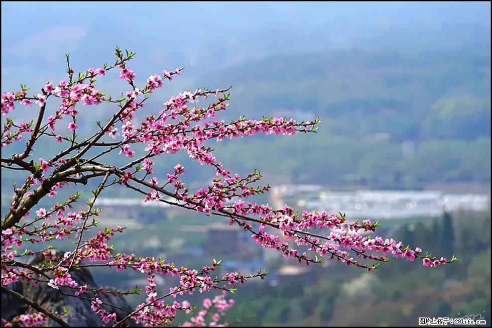 【春天，广西桂林灌阳县向您发出邀请！】望月岭上桃花开 - 游山玩水 - 新乡生活社区 - 新乡28生活网 xx.28life.net