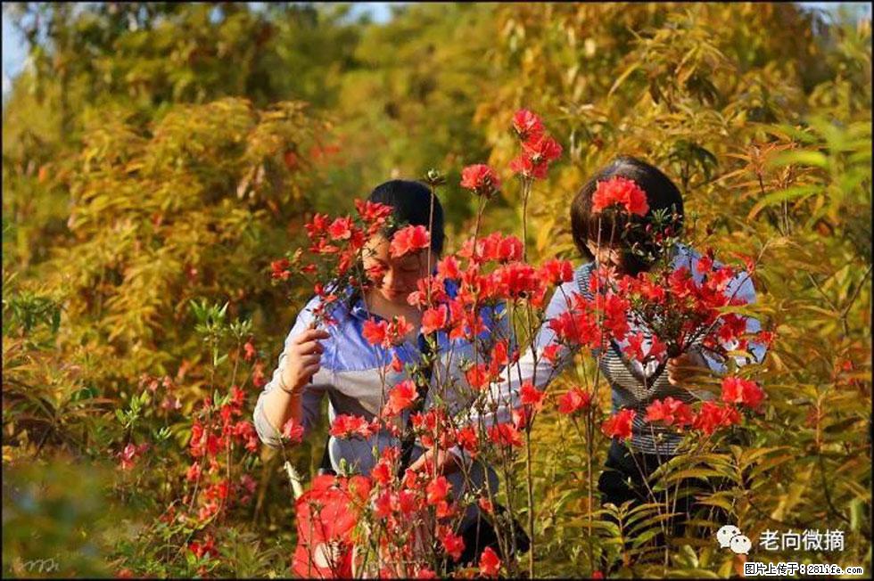 【春天，广西桂林灌阳县向您发出邀请！】登麒麟山，相约映山红 - 游山玩水 - 新乡生活社区 - 新乡28生活网 xx.28life.net