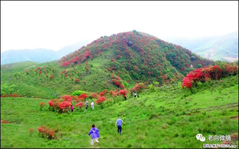 【春天，广西桂林灌阳县向您发出邀请！】宝盖山上映山红 - 游山玩水 - 新乡生活社区 - 新乡28生活网 xx.28life.net