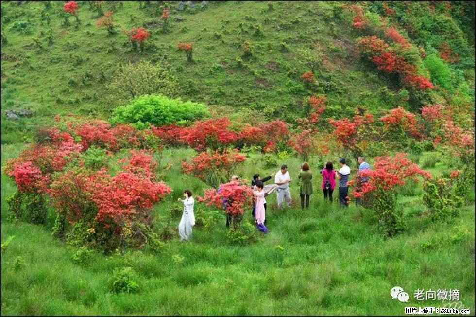 【春天，广西桂林灌阳县向您发出邀请！】宝盖山上映山红 - 游山玩水 - 新乡生活社区 - 新乡28生活网 xx.28life.net