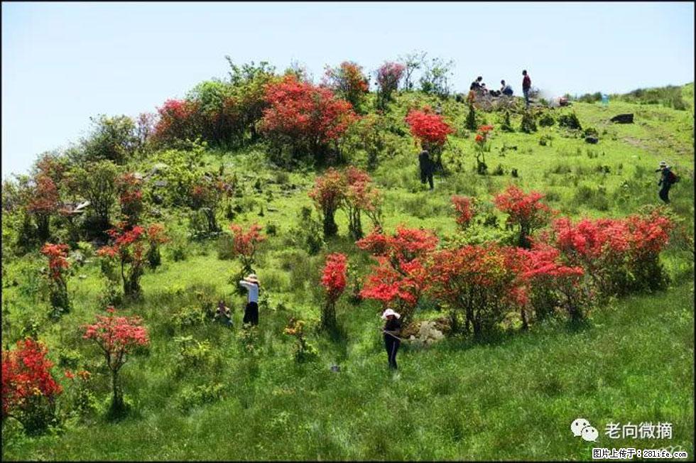 【春天，广西桂林灌阳县向您发出邀请！】宝盖山上映山红 - 游山玩水 - 新乡生活社区 - 新乡28生活网 xx.28life.net