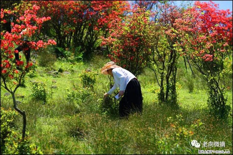 【春天，广西桂林灌阳县向您发出邀请！】宝盖山上映山红 - 游山玩水 - 新乡生活社区 - 新乡28生活网 xx.28life.net