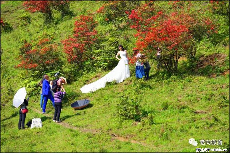 【春天，广西桂林灌阳县向您发出邀请！】宝盖山上映山红 - 游山玩水 - 新乡生活社区 - 新乡28生活网 xx.28life.net