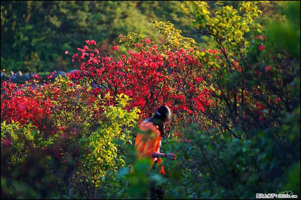 【春天，广西桂林灌阳县向您发出邀请！】春木界上映山红 - 游山玩水 - 新乡生活社区 - 新乡28生活网 xx.28life.net
