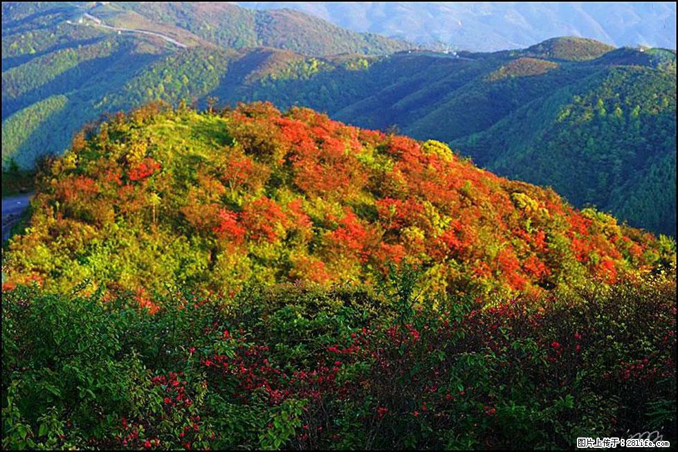 【春天，广西桂林灌阳县向您发出邀请！】春木界上映山红 - 游山玩水 - 新乡生活社区 - 新乡28生活网 xx.28life.net