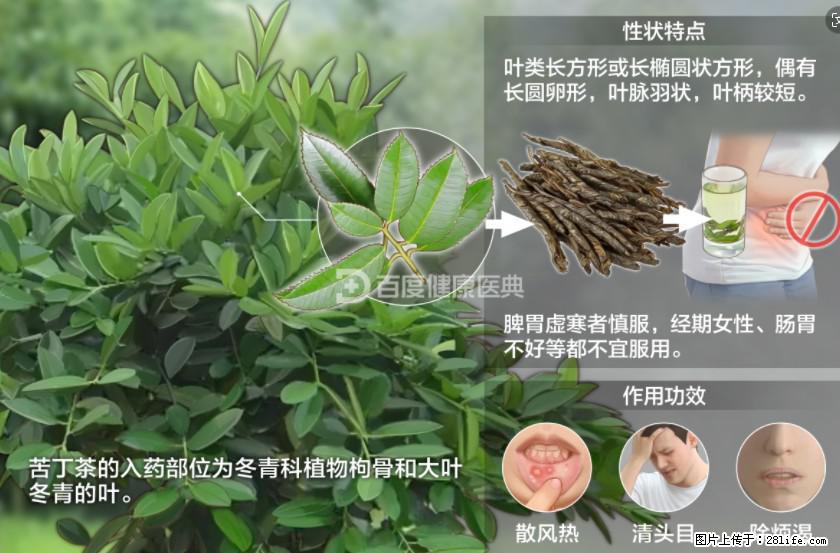 苦丁茶有哪些功效和作用 - 生活百科 - 新乡生活社区 - 新乡28生活网 xx.28life.net