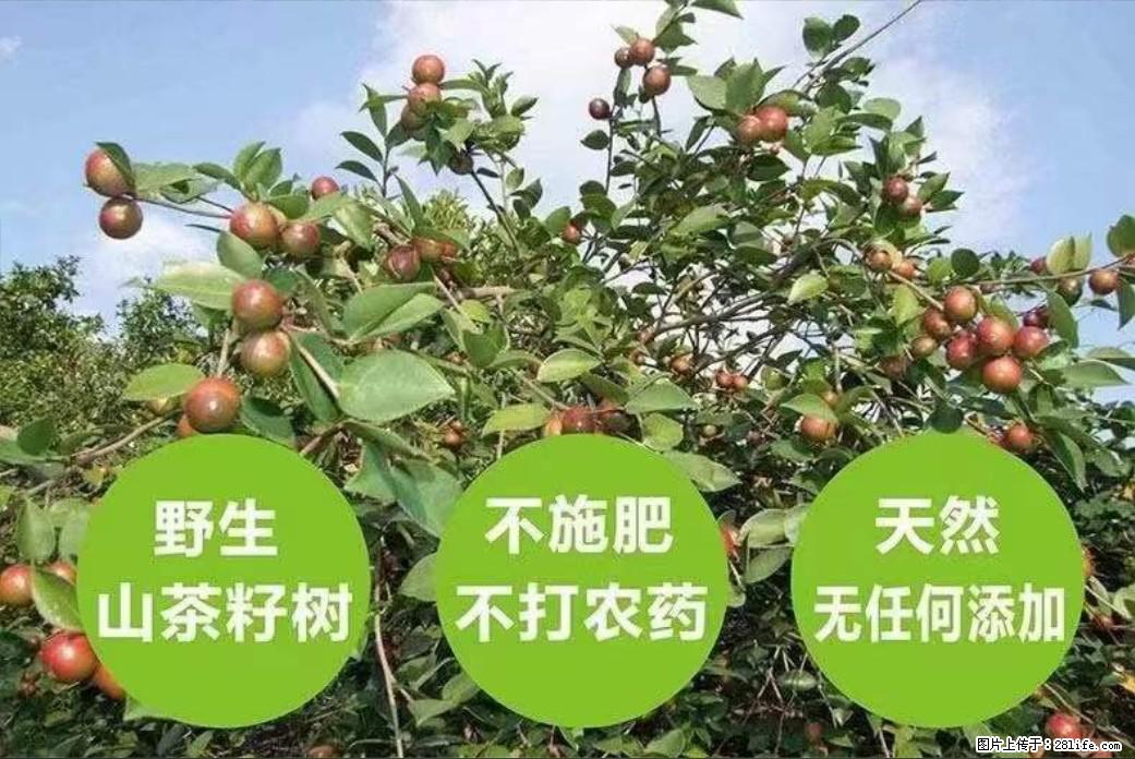 【灌阳县油茶产业示范区】一个有着充实的精神生活的人，对待身外之物自会有一种淡泊的态度 - 土特产 - 饮食特产 - 新乡分类信息 - 新乡28生活网 xx.28life.net