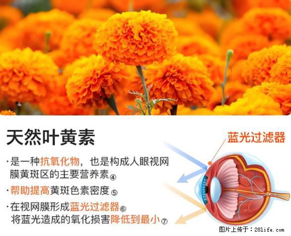 叶黄素有什么功效和作用 - 生活百科 - 新乡生活社区 - 新乡28生活网 xx.28life.net