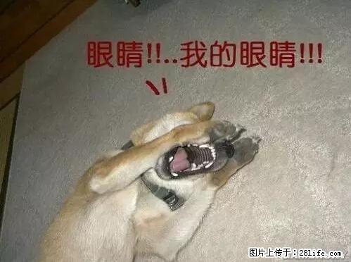 笑癫了！一女的怀孕三年未生，他终于忍不住了... - 娱乐八卦 - 新乡生活社区 - 新乡28生活网 xx.28life.net