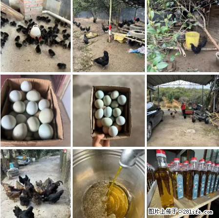 油茶园从小鸡仔开始养起的纯土鸡、土鸡蛋可以预定啦！还有前几天刚榨的纯山茶油哦 - 土特产 - 饮食特产 - 新乡分类信息 - 新乡28生活网 xx.28life.net