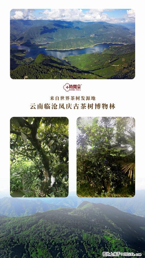 时间果百年古树2025年春红茶 - 购物交流 - 新乡生活社区 - 新乡28生活网 xx.28life.net