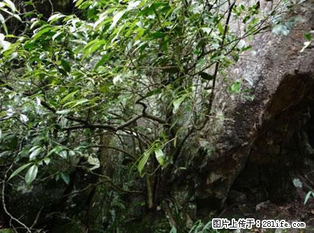 平乐石崖茶，珍贵仅次于金花茶 - 新乡生活资讯 - 新乡28生活网 xx.28life.net