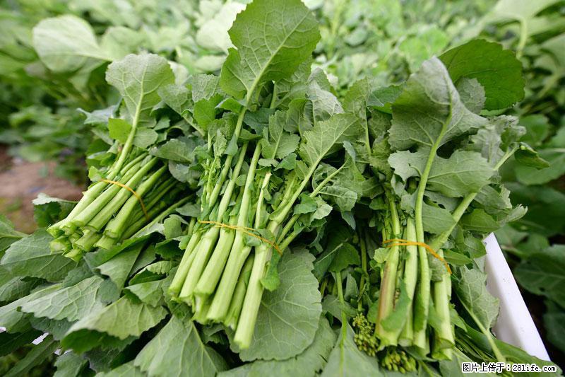 这些蔬菜是“天然钙片”，这6种被医生重点推荐 - 新乡生活资讯 - 新乡28生活网 xx.28life.net